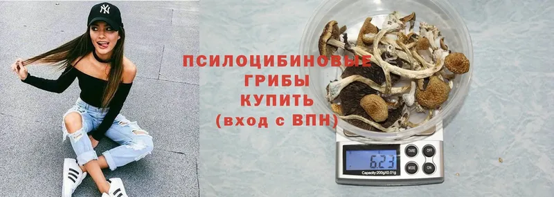 магазин продажи наркотиков  Гаджиево  Галлюциногенные грибы MAGIC MUSHROOMS 